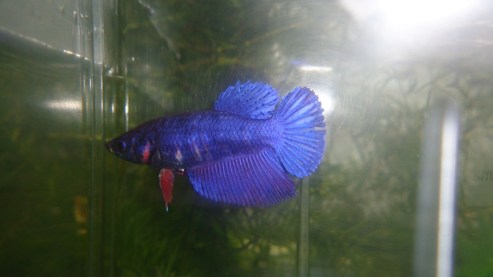 betta fish royal blue