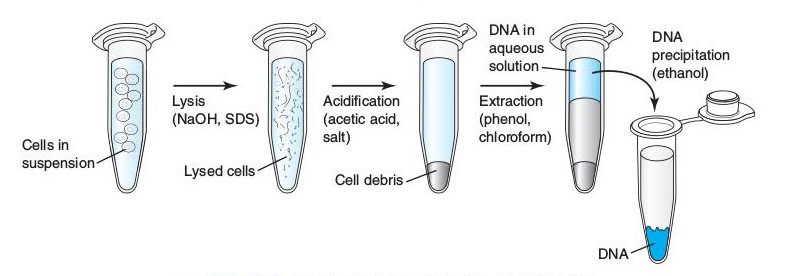 Biology Videos Nucleic Acid Extraction DNA Isolation