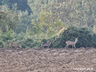 animaux du jardin