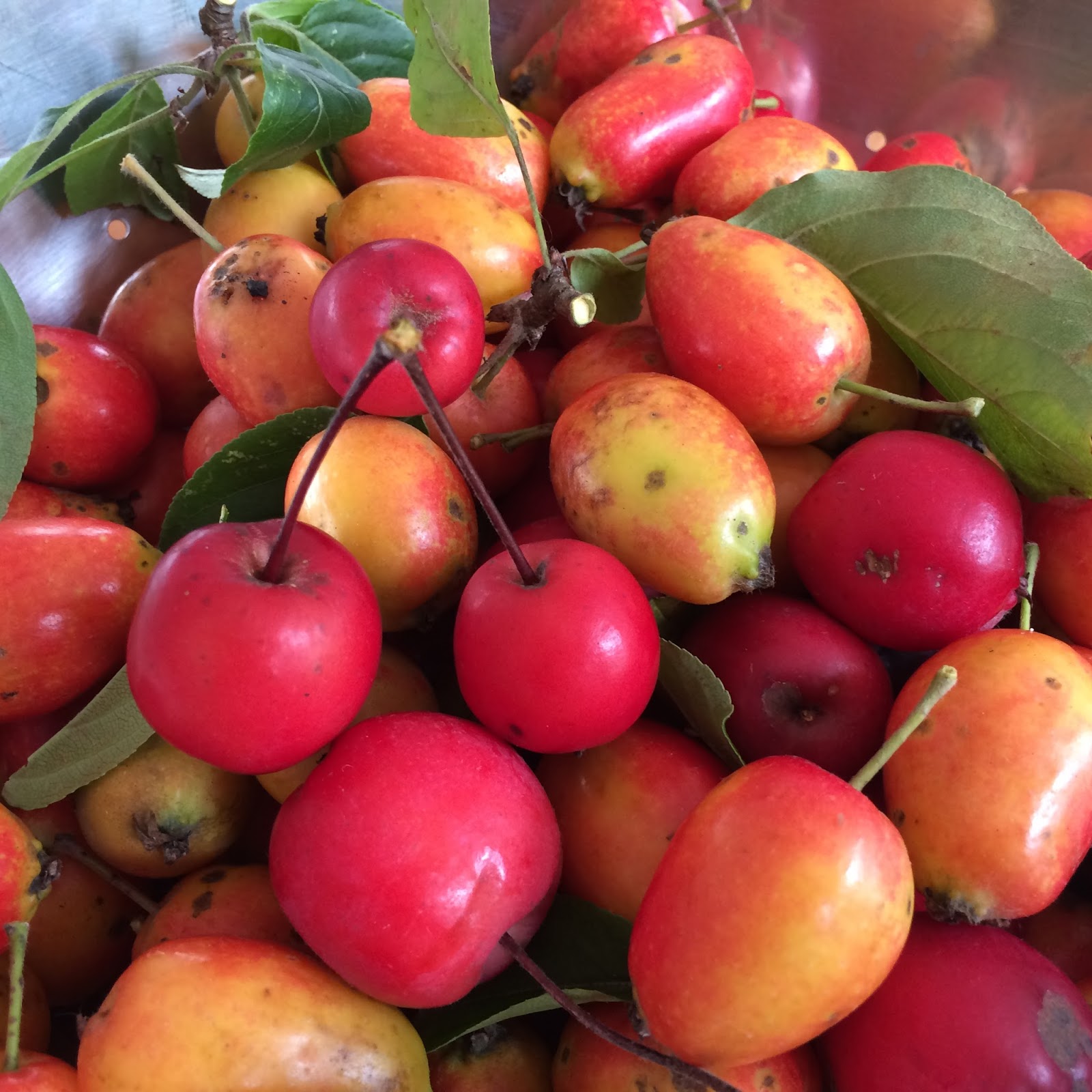 A colourful life crab apple is my new quince