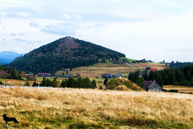 Izerka izerka, jizerka, pies w górach, pies w Karkonoszach, pies w Izerach, pies w Sudetach, góry z psem, podróże z psem, wakacje z psem, welsh corgi, welsh corgi cardigan, corgi, corgi w polsce