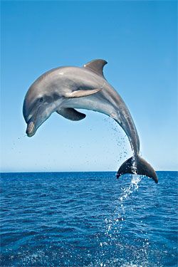 Bottlenose Dolphins photos high brandon cole marine