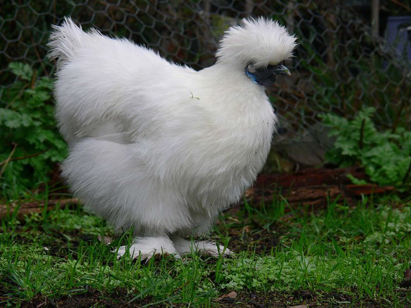 silkie chicken as pet silkie chicken as pet