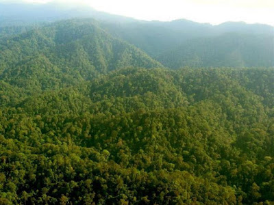 82 82 Mengintip Kelestarian Taman Nasional Bukit Tiga Puluh di Riau 82
