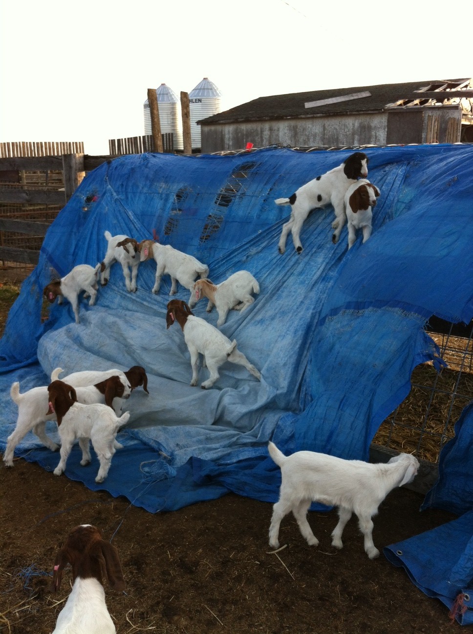 Pilgrim Farms Bittersweet