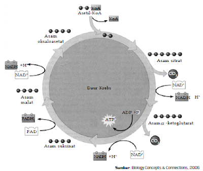 Tahapan dan Bagan Siklus Reaksi Glikolisis, Dekarboksilasi Oksidatif, Daur Asam Sitrat (Siklus Krebs) serta Transfer Elektron Pada Proses Respirasi Aerob