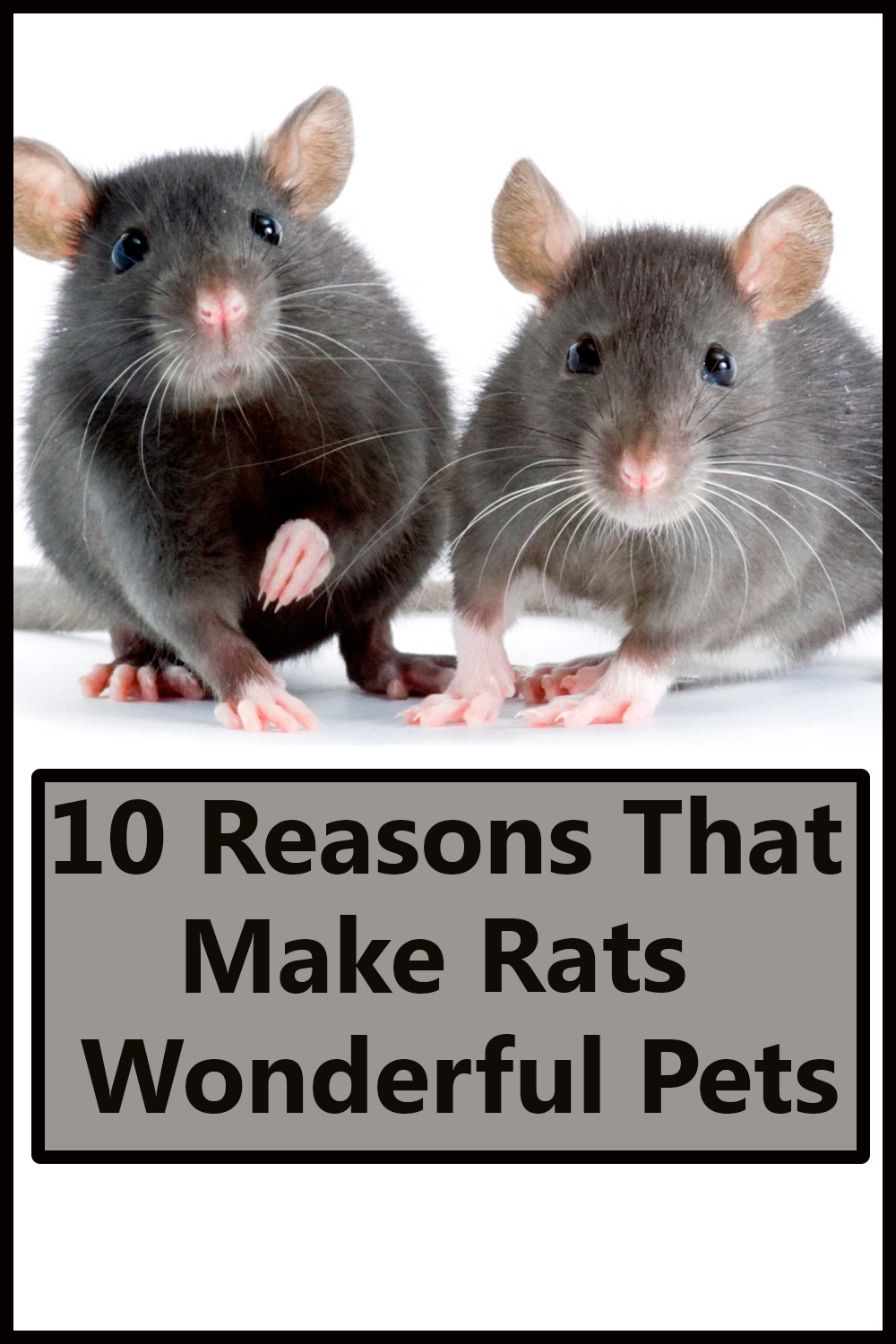 10 Reasons That Make Rats Wonderful Pets The Buzz Land