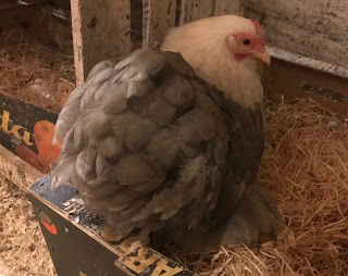 Lesbo pillua syöminen fetissi