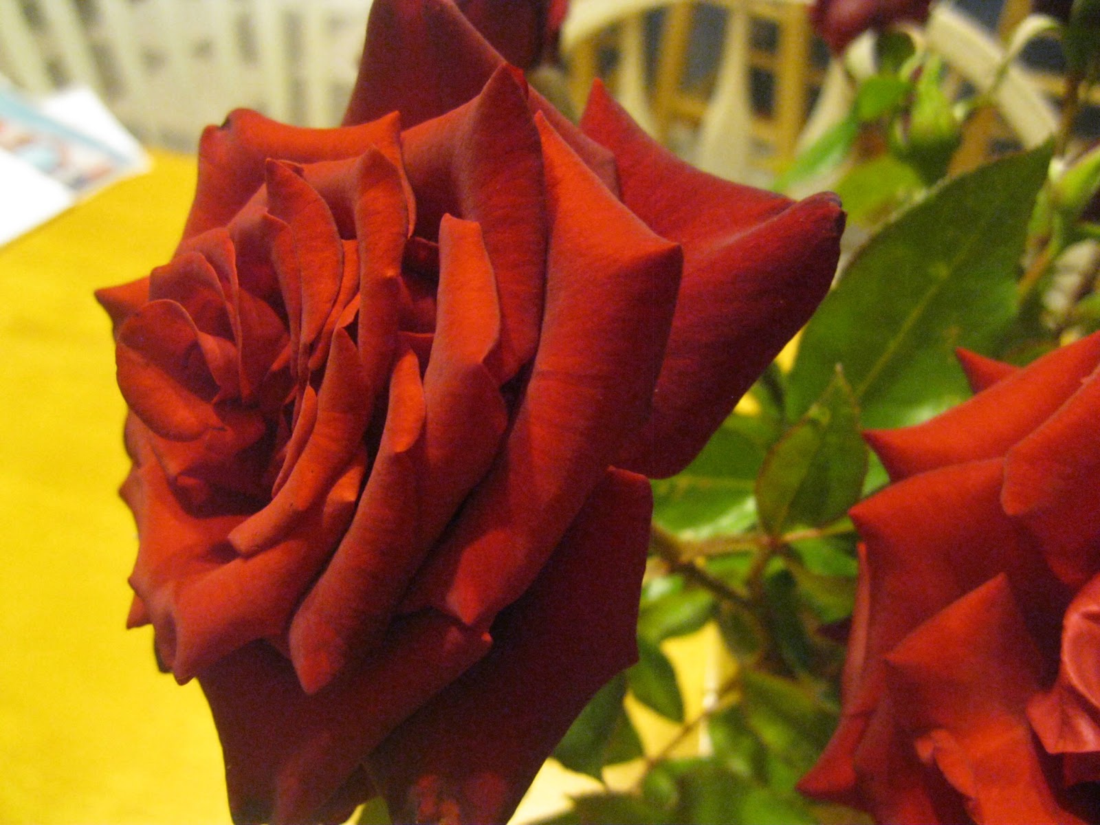 Moments to be Cherished A Rose Among Thorns