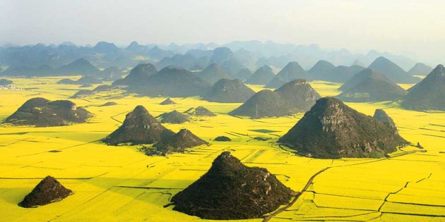 Ladang rapa luoping cina