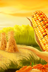corn iphone thanksgiving 4s wallpapers fields hd powerpoint mobile 3g field mobilephun 4g backgrounds 5c compatible rate 5s fall upload