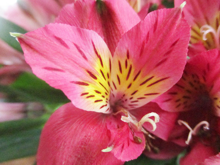 Green Jean some flowers, dead and alive