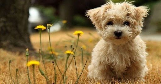 Essay on my dog in hindi