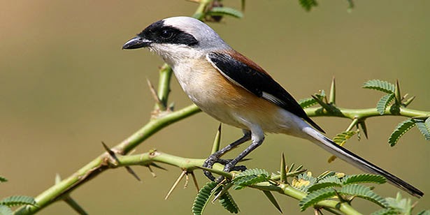 BURUNG CENDET (PENTET)