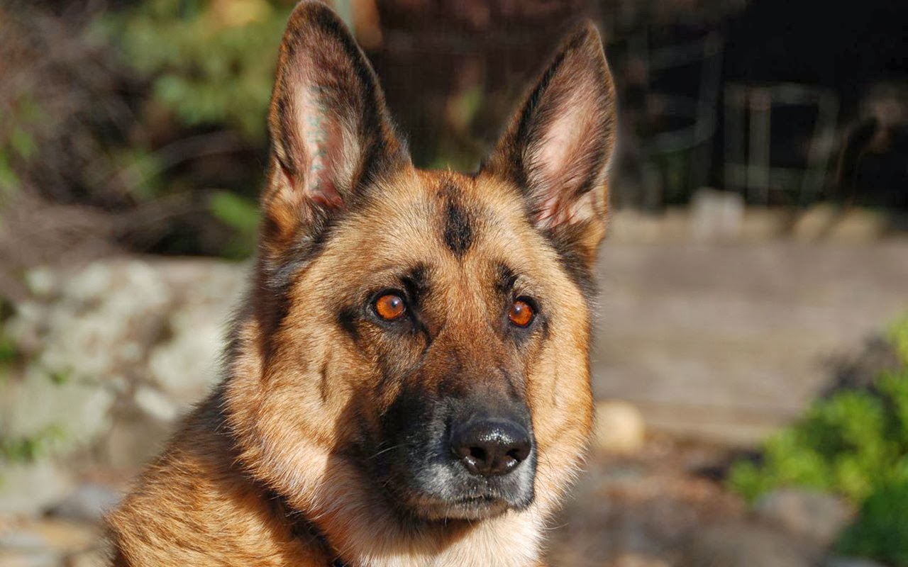 köpek resimleri,köpek cinsleri Kurt bozması