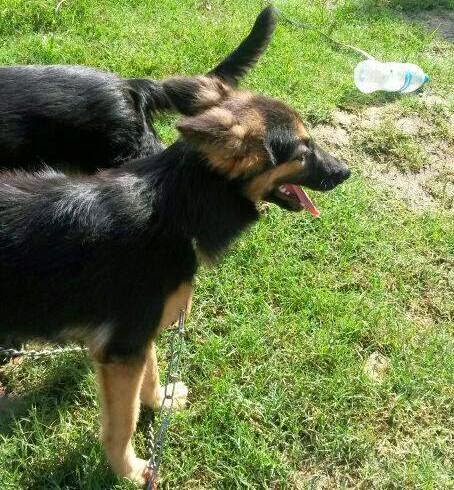 DOGS FOR SALE....GERMANY SHEPHERD ..CALL 0768570703