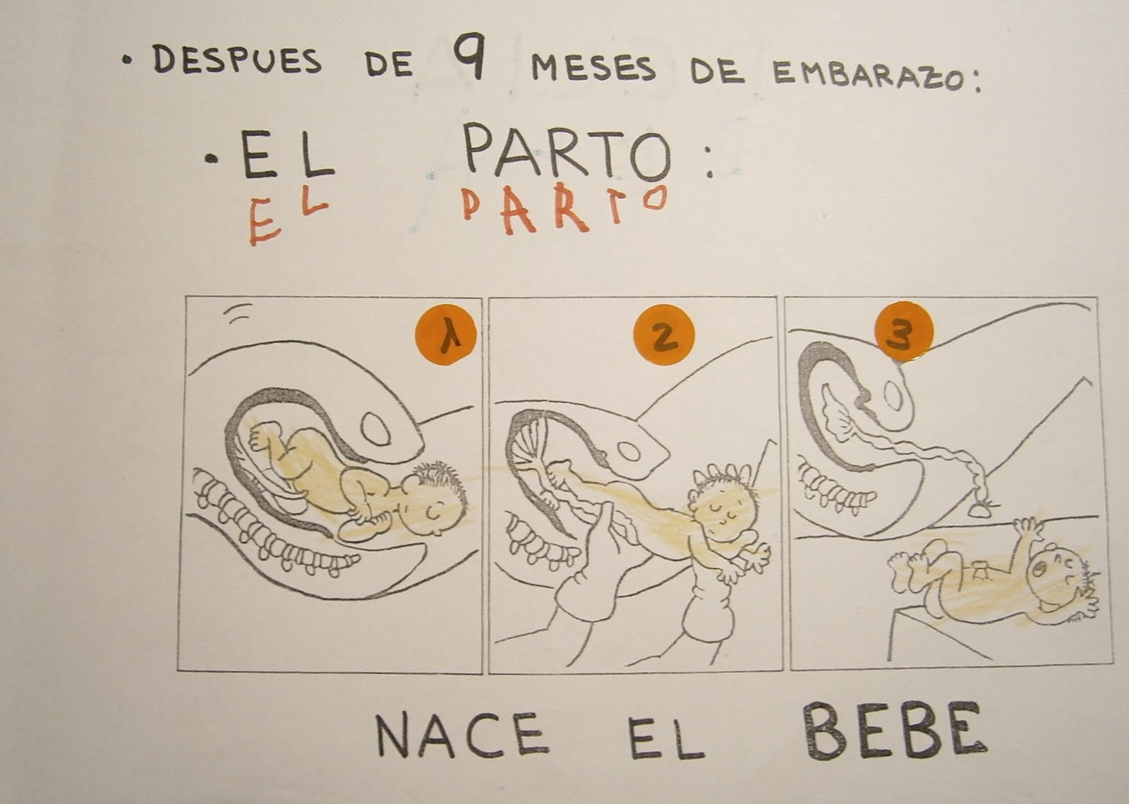 Proyecto El Embarazo Para Niños De Preescolar