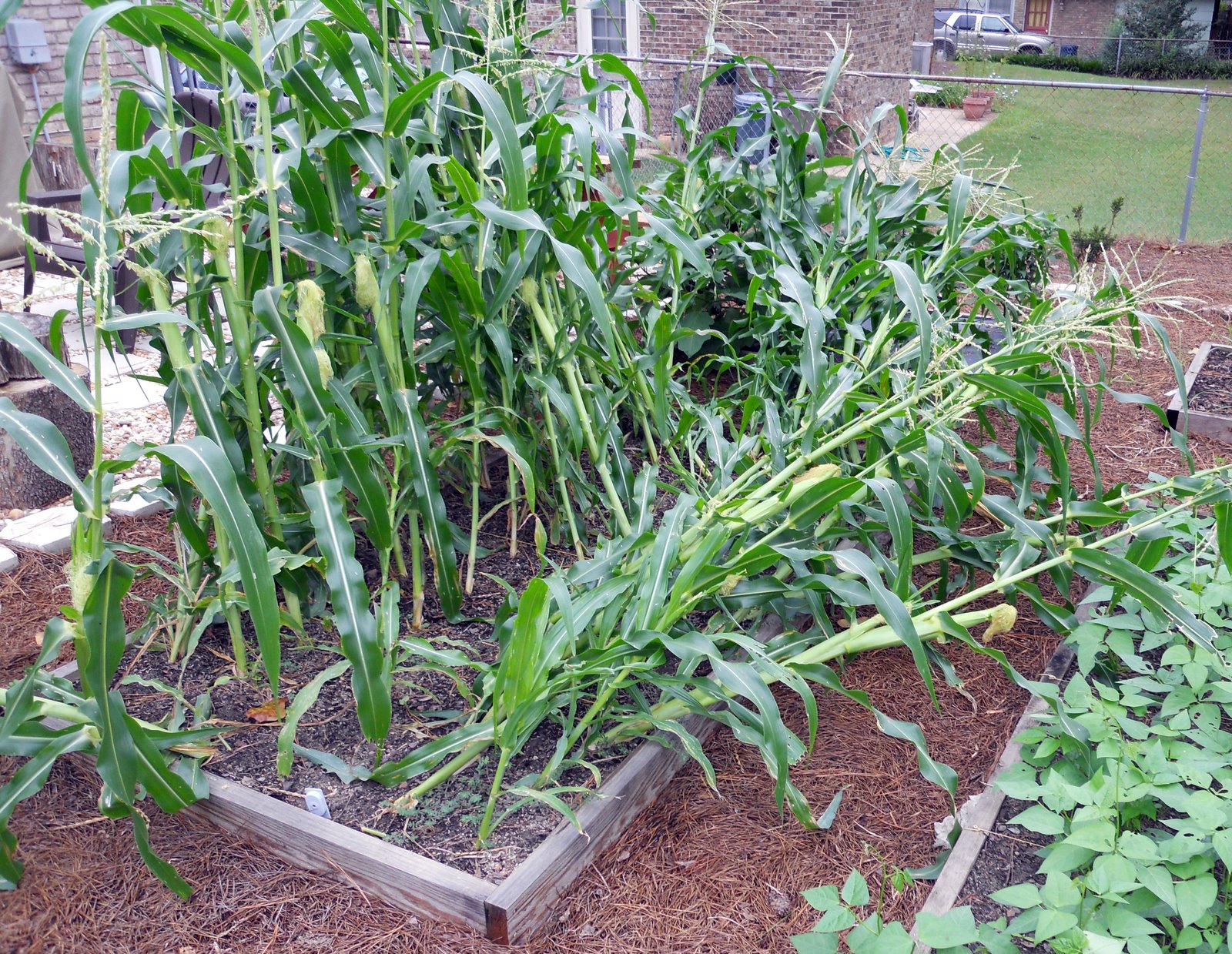 Home Garden How to Fix and Support Blown Over Corn