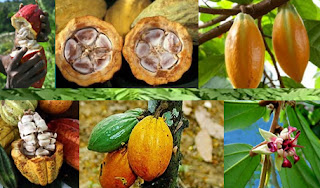 Cocoa beans are the principal ingredient of chocolate.