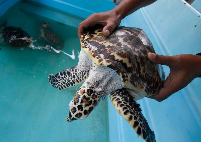 Petualang Alam: Wisata Penyu Sisik di Pulau Pramuka