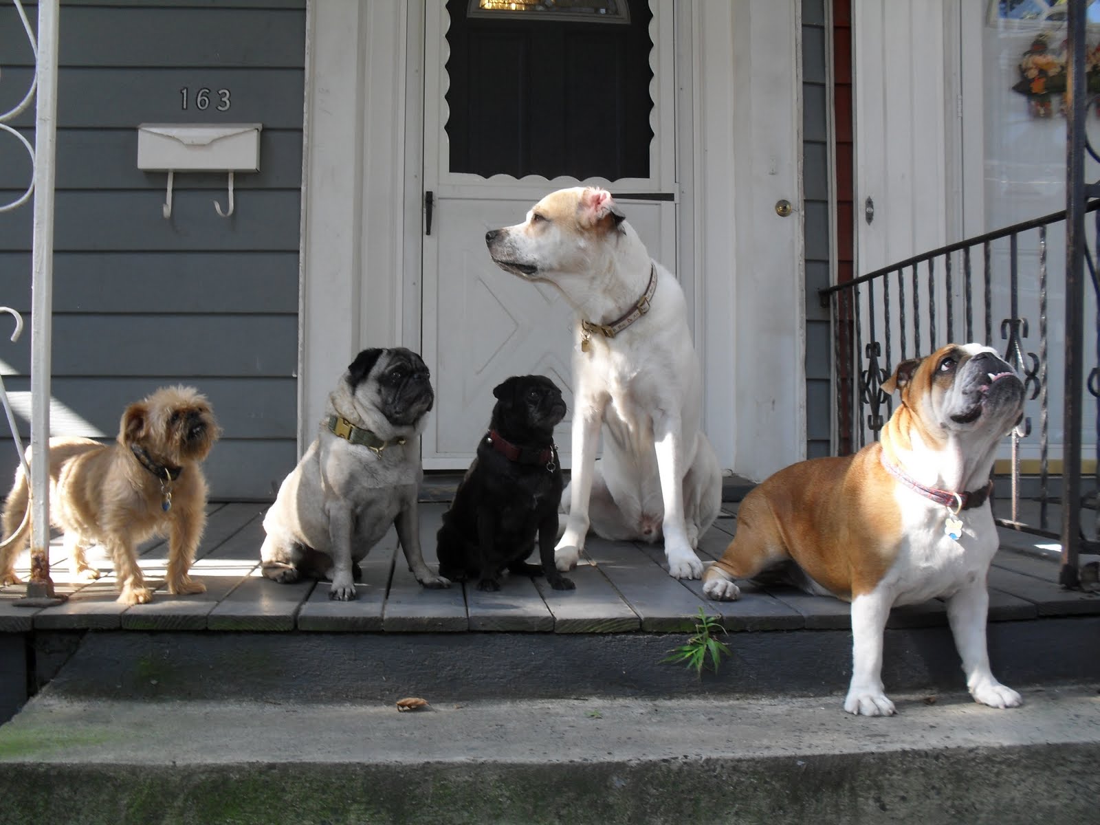 Собаки компаньоны породы собак. Собака компаньон. Большие собаки компаньоны. Собака компаньон для квартиры. Небольшая собака для частного дома.