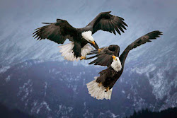 mating bald eagle ritual pairs spectacular eagles between