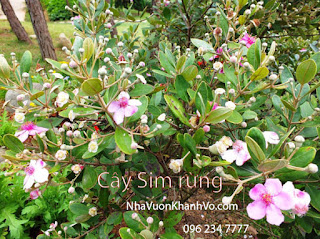 Diễn đàn rao vặt: Tìm hiểu về cây sim rừng Cay-sim-rung-dang-ra-hoa