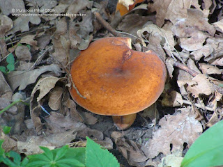 Lactarius volemus DSC89116