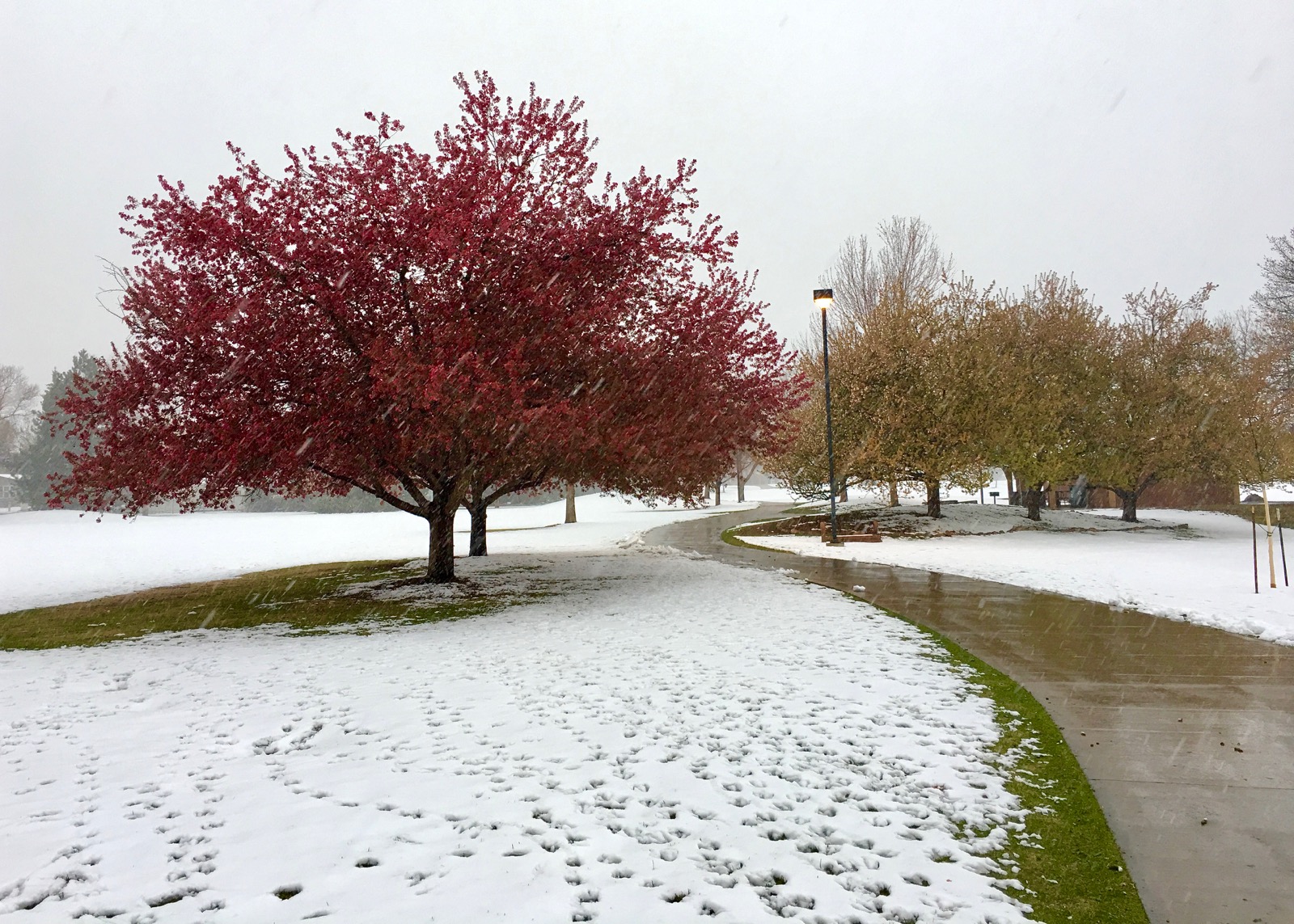 Impression Evergreen O'Kane Park A Refuge of Greenery