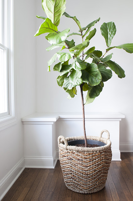 My Favorite Faux Plants for Farmhouse Style