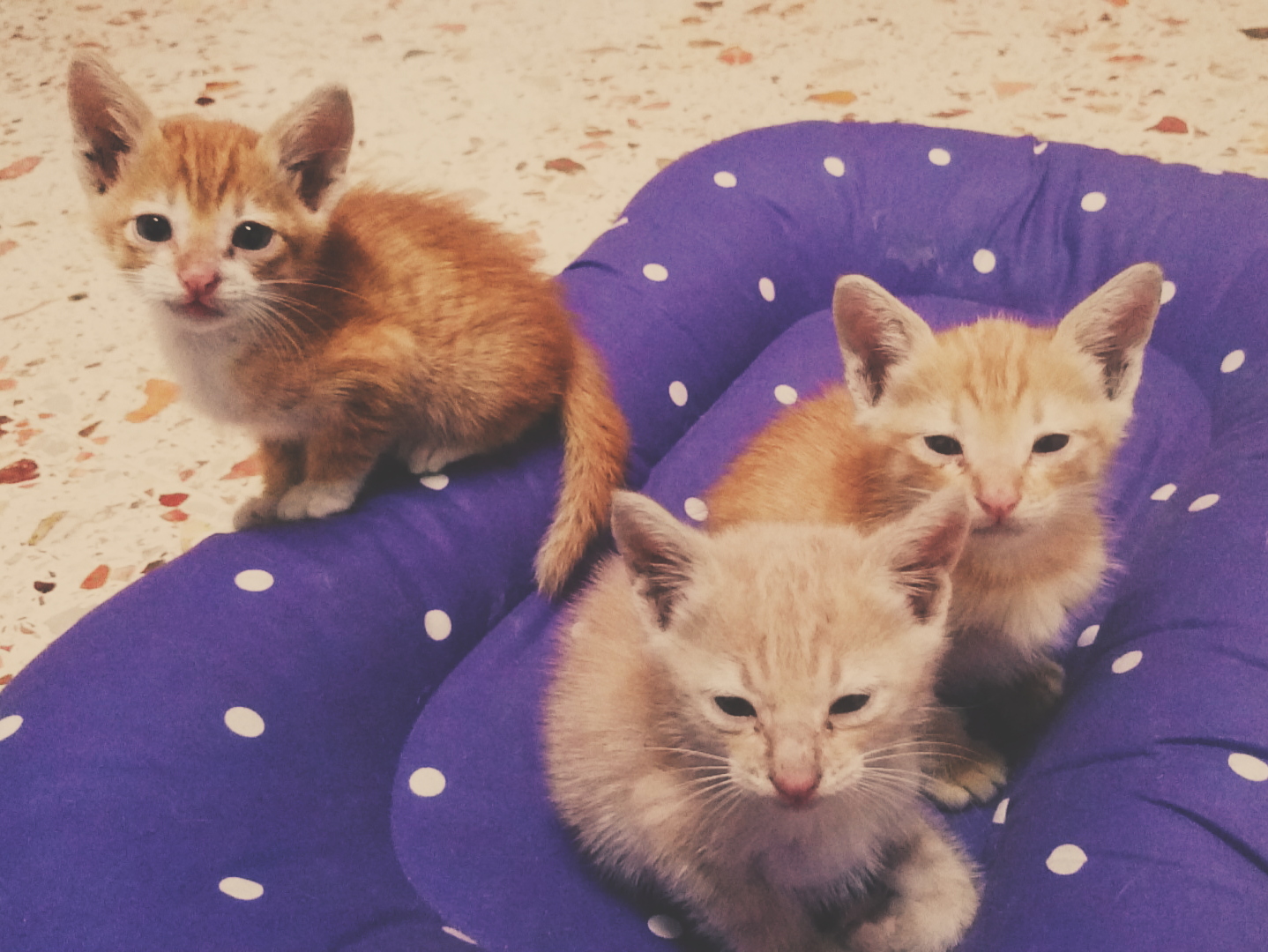 Kesayangan Ku / Mi Amore — Steemit - hukum buang kucing belaan