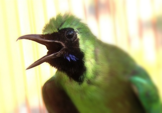 Membuat Cucak Ijo Ngentrok Dengan Performa Maksimal Dengan Cara Ini Hobi Burung