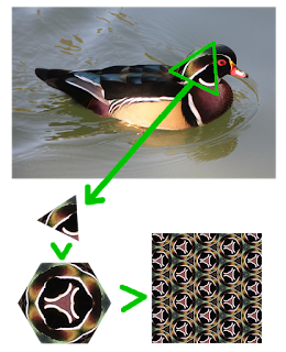 Origin of Wood Duck Kaleidoscope Pattern