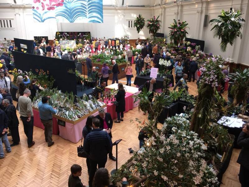 Exhibición de orquídeas en Londres (RHS Orchid Show & Plant Fair)