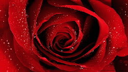 rose happy wallpapers latest valentines