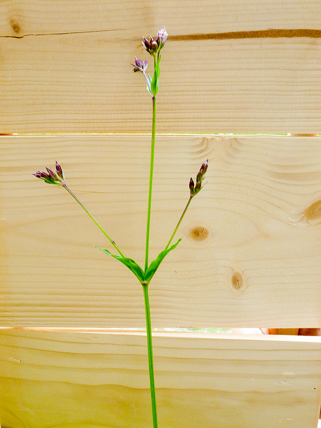 Eifel Gaste Journal Fruhjahr Sommer 2019 By Tourist Information