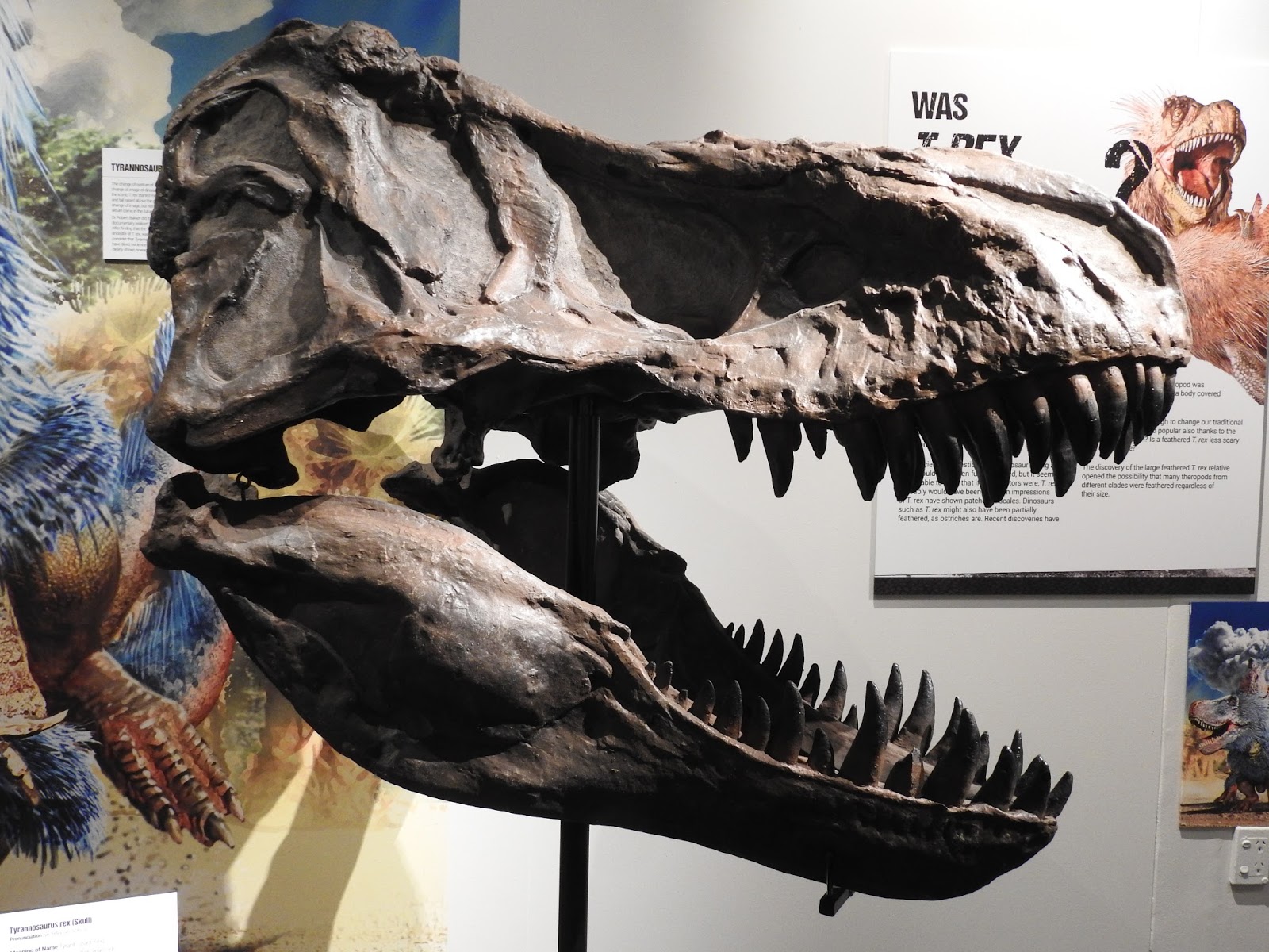 Dinosaur Revolution Tyrannosaurus Rex