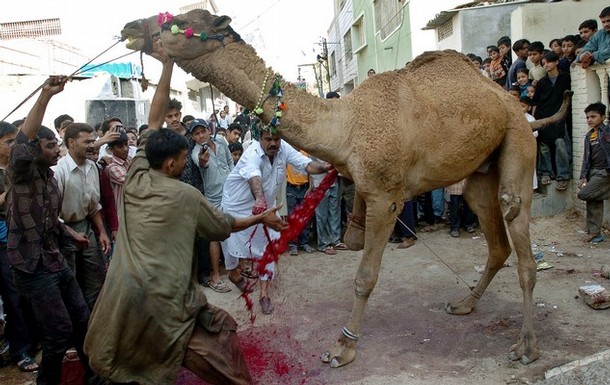 ISLAM: Moritos buenos cocinan un gato VIVO en el microondas