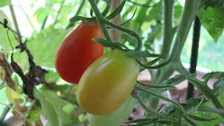 Maters+5
