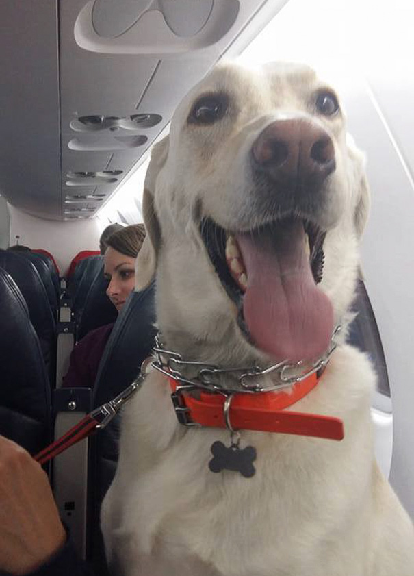 Airlines Break Their Own Rules So Pets Can Escape Fires - More than 80,000 Canadians were forced to flee their homes in the recent days