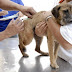 Paraíba recebe 700 mil doses de vacina para Campanha Contra a Raiva Animal