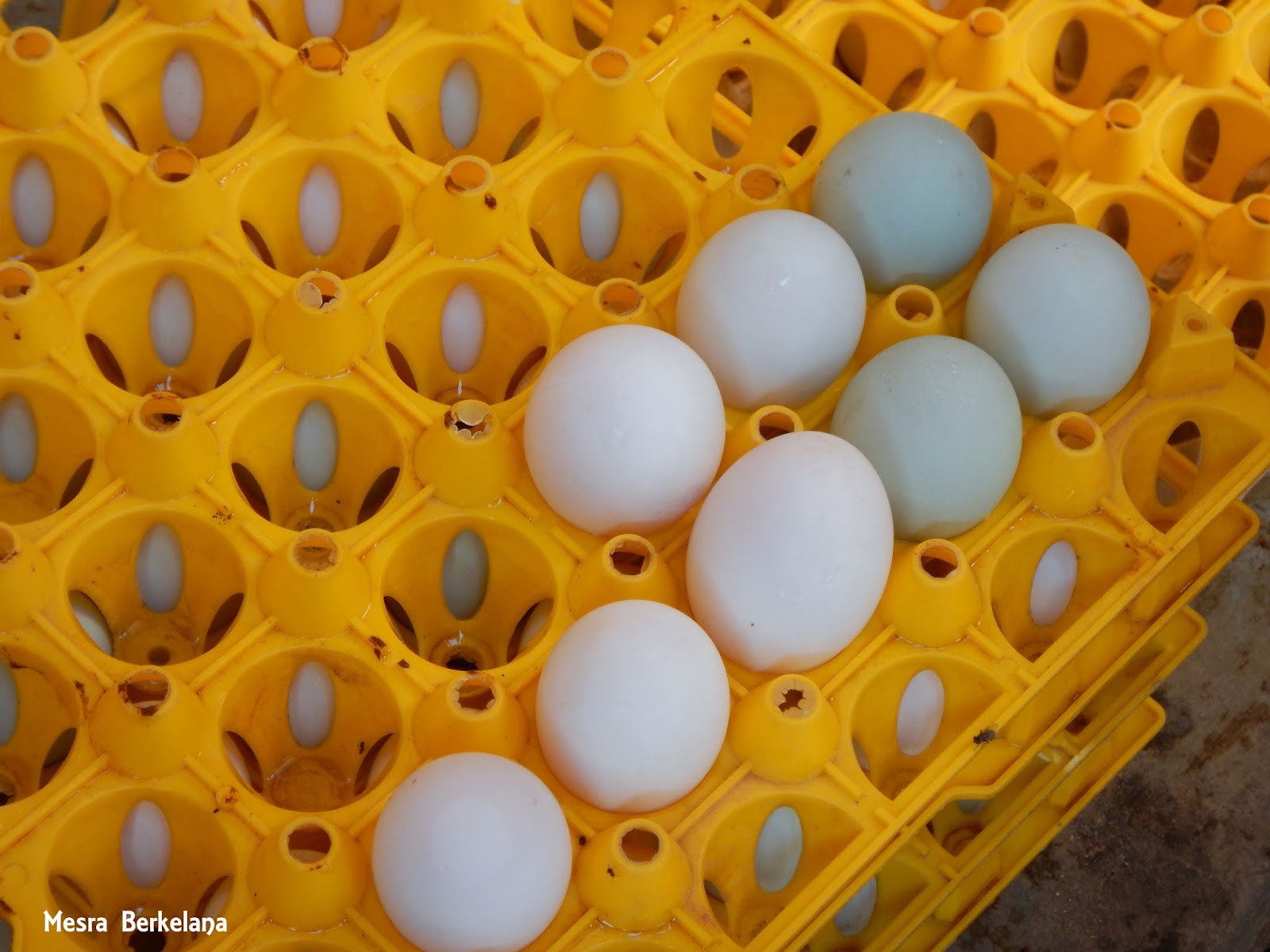 Begini Cara Membuat Telur Asin Asap di Desa Sanankerto