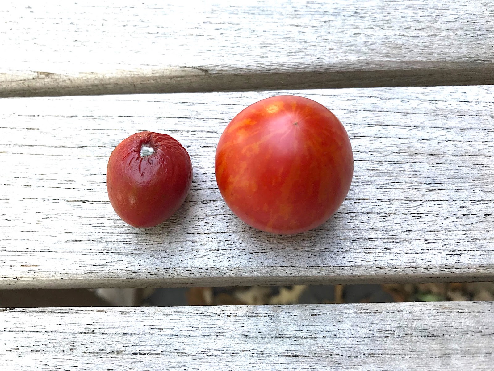 Cream of the Crop Tomatoes XSL Extended Shelf Life Tomato