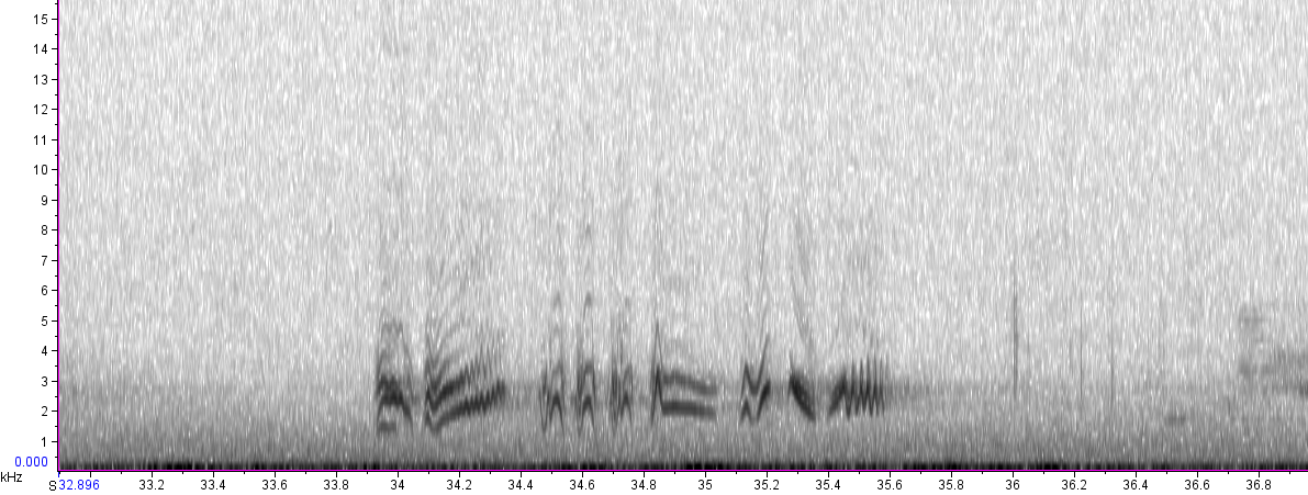 BIRD CALLS and SONGS: Thrush songs