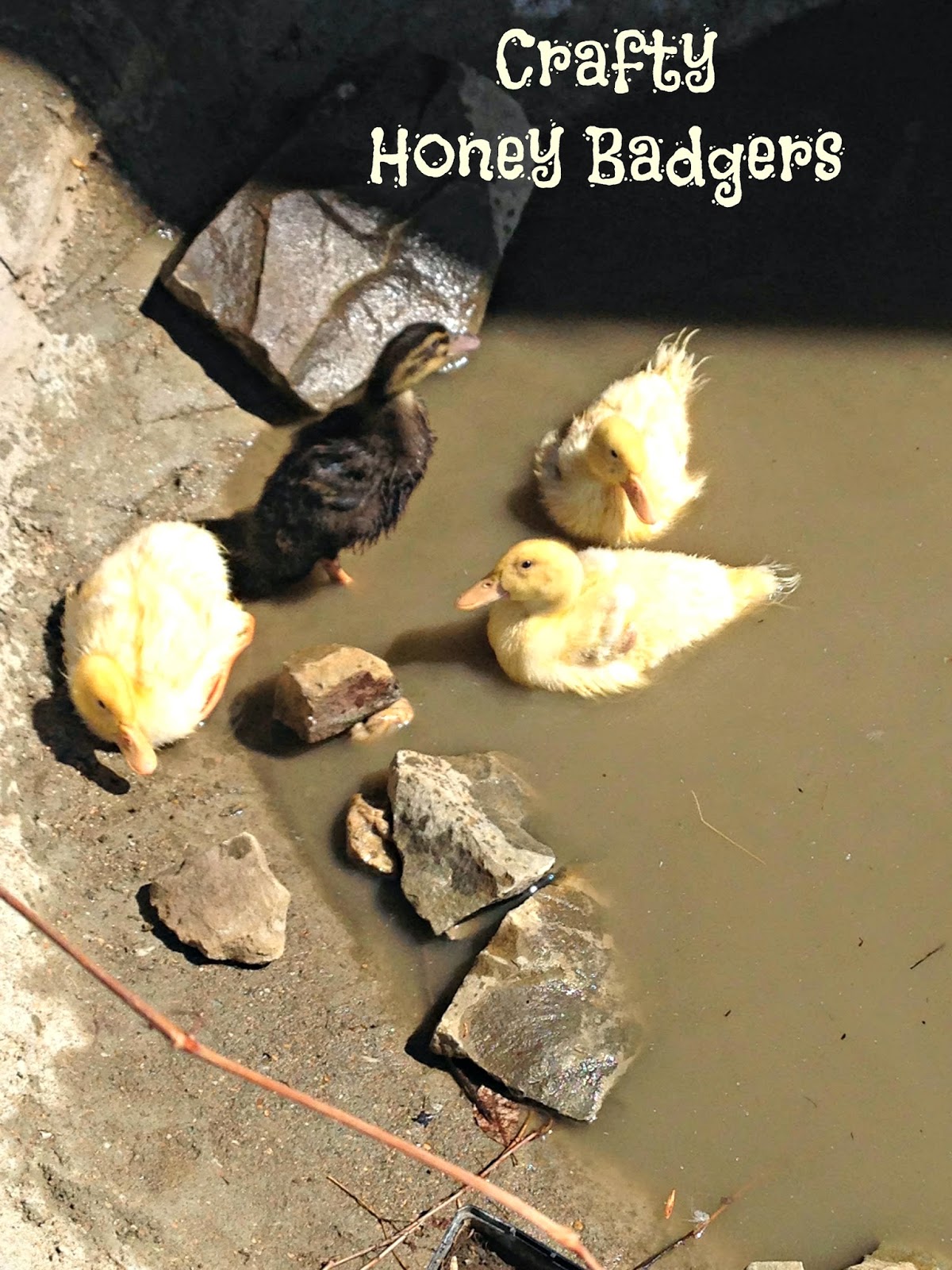 Crafty Honey Badgers Ducks are messy messy messy and how to combat it