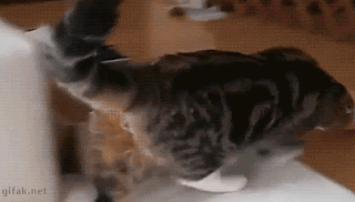 tong-hop-nhung-buc-anh-gif-vui-nhon-phan-11-7 tong-hop-nhung-buc-anh-gif-vui-nhon-phan-11-7