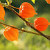 Ashwagandha, το θαυματουργό βότανο