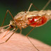 Δημόσια Υγεία και μεταδιδόμενα νοσήματα με ξενιστές (κουνούπια, σκνίπες κ.ά.)