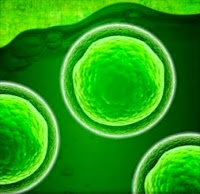 gambar cyanobacteria yang memiliki klorofil hijau (bakterioklorofil)