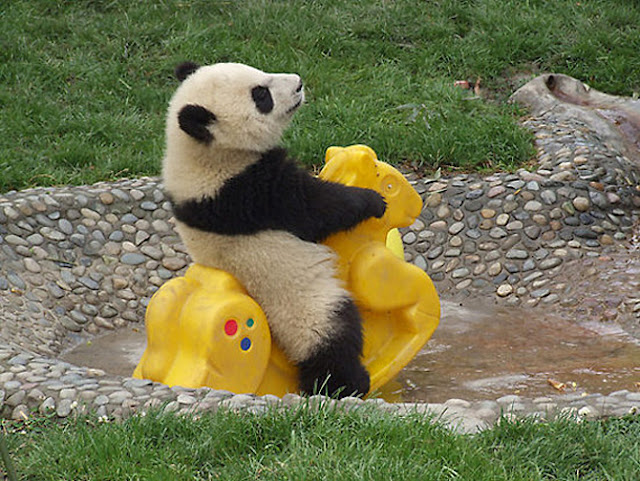  Panda play